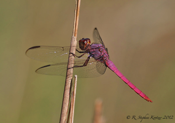 Orthemis ferruginea, male